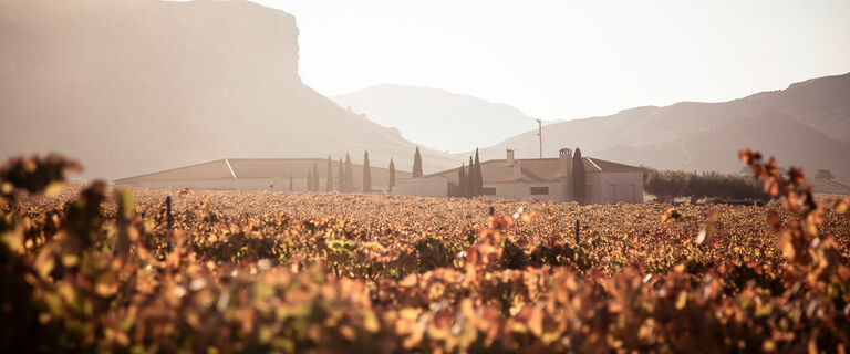 Odpowiedzialna uprawa winorośli do wspaniałych hiszpańskich win o niewielkim śladzie węglowym